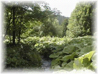 A walk in the neighborhood of Neukirch (animated Gif with 42 images